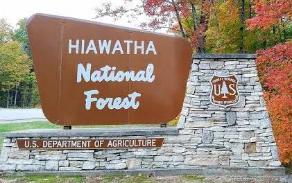 Hiawatha National Forest seeks public help with reforestation effort
